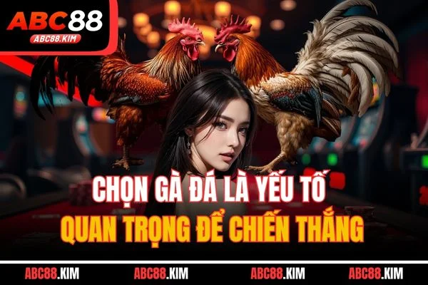 Chọn gà đá là yếu tố quan trọng để chiến thắng Chọn gà đá là yếu tố quan trọng để chiến thắng